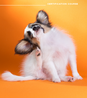 A Team Approach to the Itchy Dog Certification Course ZOETIS PETCARE